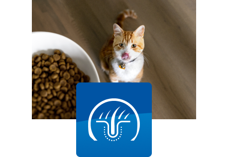 Pisică uitându-se la bolul cu mâncare