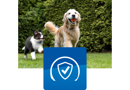 Doi câini jucându-se în aer liber