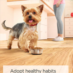 Consumer Leaflet Canine